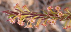 Struthiola parviflora