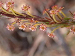 Struthiola parviflora