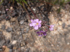 Chaenostoma subnudum