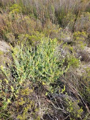 Manochlamys albicans