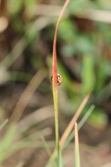 Cheilomenes sulphurea