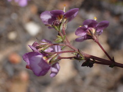 Chaenostoma subnudum