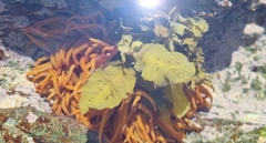 Actiniidae