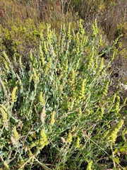 Manochlamys albicans