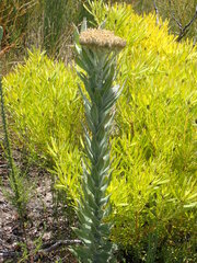 Syncarpha milleflora