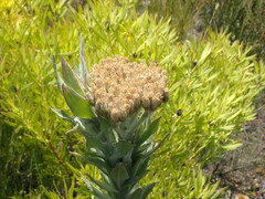 Syncarpha milleflora