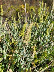 Manochlamys albicans