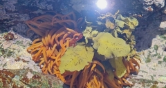 Actiniidae
