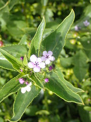 Teedia lucida