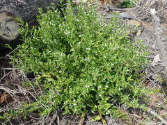 Teedia lucida