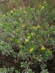 Lasiosiphon splendens