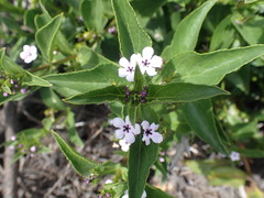 Teedia lucida