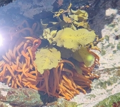 Actiniidae