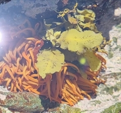 Actiniidae