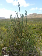 Aspalathus sceptrum-aureum