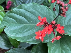 Clerodendrum splendens