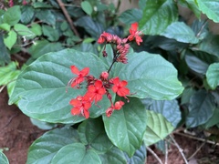 Clerodendrum splendens