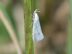 Tipanaea patulella