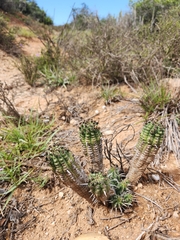 Euphorbia mammillaris