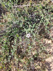 Convolvulus capensis