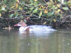 Mergus merganser merganser