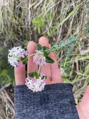 Pimelea nivea