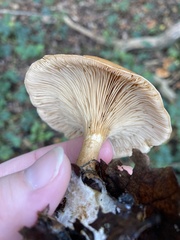 Paralepista