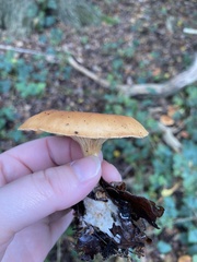 Paralepista