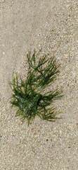 Bryopsis