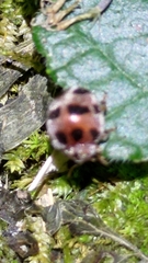 Coccinelloidea