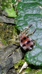 Coccinelloidea