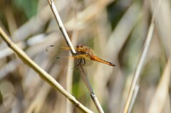 Libellula fulva