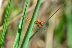 Libellula fulva