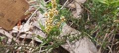Lomandra obliqua