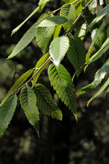 Quercus pubescens pubescens