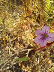 Erodium botrys