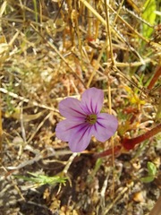 Erodium botrys