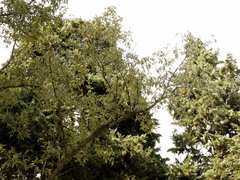 Quercus pubescens pubescens