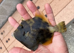 Stephanolepis cirrhifer