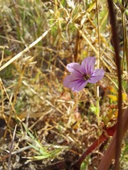 Erodium botrys