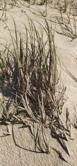 Thinopyrum distichum