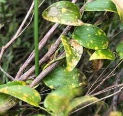 Puccinia myrsiphylli