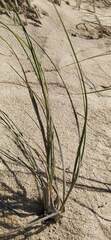 Thinopyrum distichum