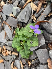 Viola riviniana