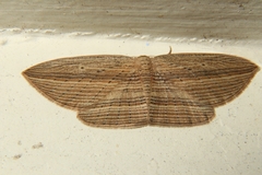 Epiphryne verriculata
