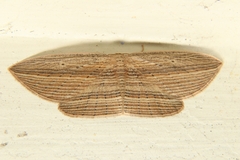 Epiphryne verriculata
