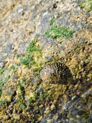 Scutellastra granularis