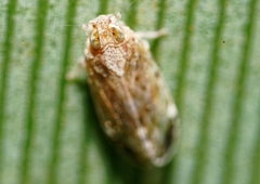 Membracoidea
