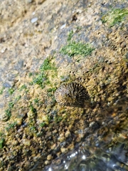 Scutellastra granularis