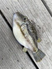 Canthigaster rivulata